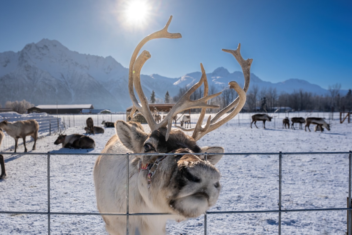 Sun Reindeer Saying Hi Through Fence At Williams Reindeer Farm