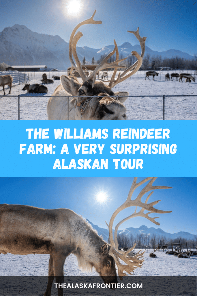 The Williams Reindeer Farm A Very Surprising Alaskan Tour