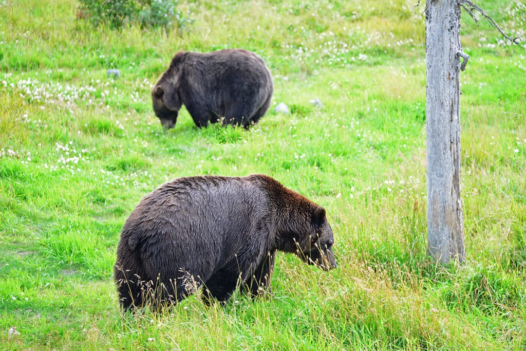 These bears are at Alaska Wildlife Conservation Center