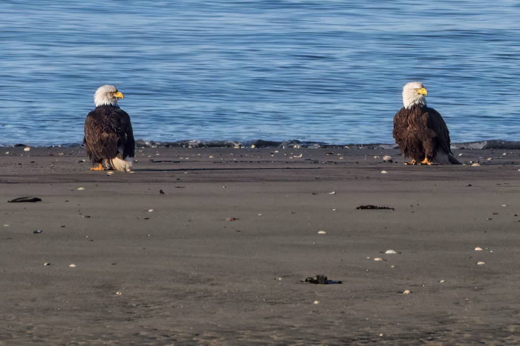 View eagles at Anchor River State Recreation Area in Alaska