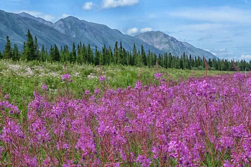 What Fireweed Looks Like In Alaska