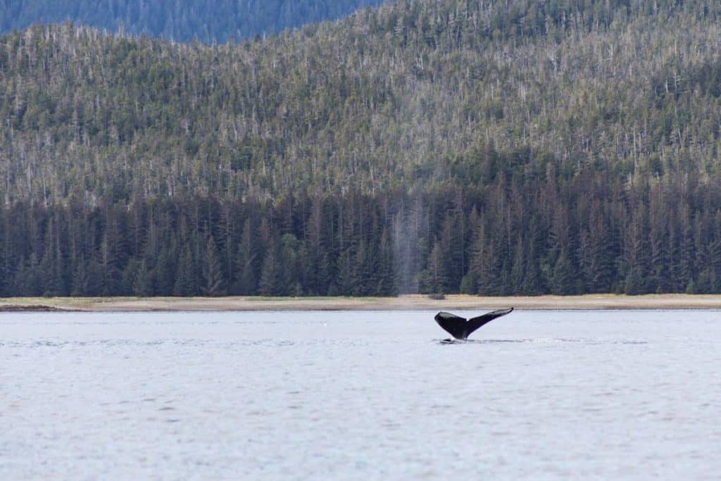 You can go whale watching in Alaska in April