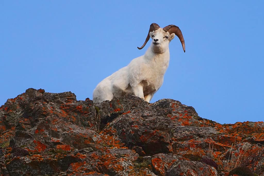You can view Dall Sheep from Turnagain Arm like this one on the cliff