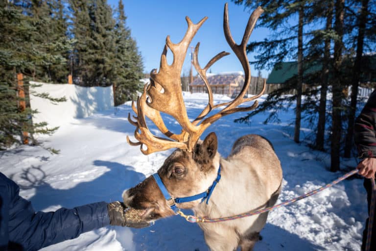 Pleasant Acres Reindeer Ranch | An Alaskan Stay Like No Other