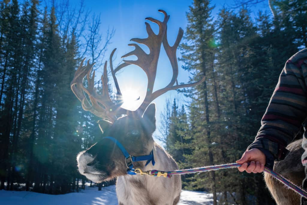 Pleasant Acres Reindeer Ranch | An Alaskan Stay Like No Other