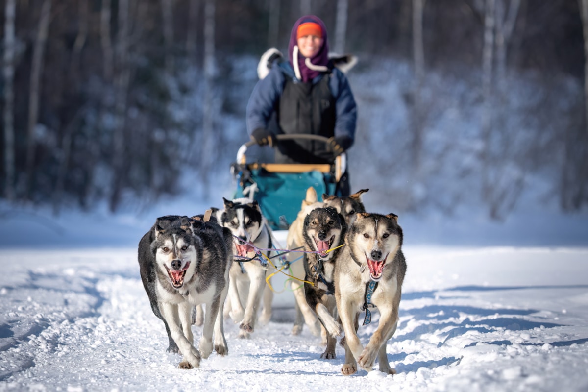 Chena Outdoor Collective Sled Dog Centered