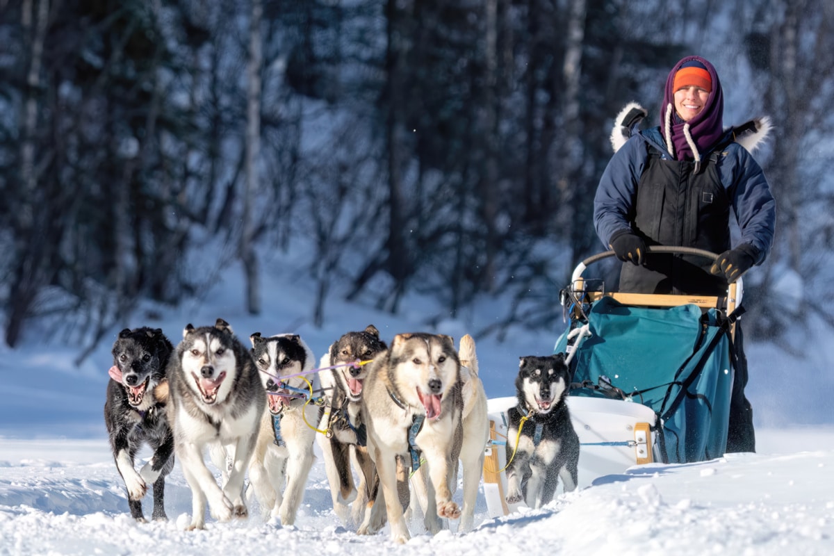 Chena Outdoor Collective Sled Dogs To Left