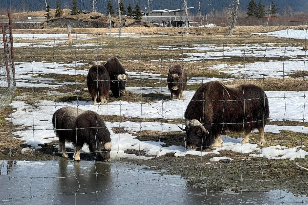 Musk Oxen at the Alaska Wildlife Conservation Center in May