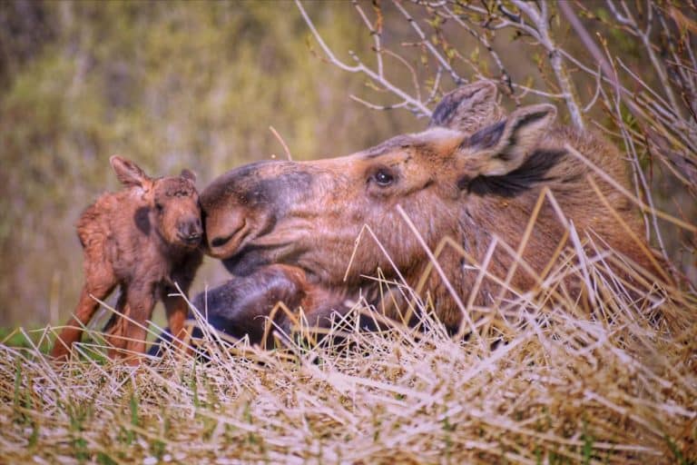 New born moose arrive in May in Alaska