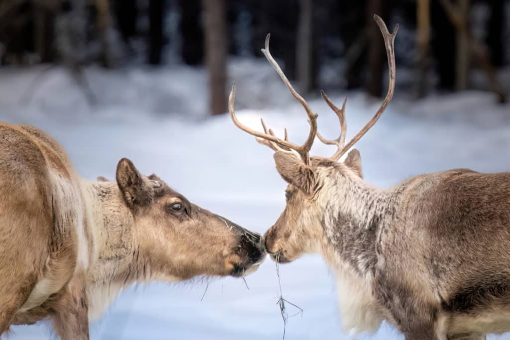 Pleasant Acres Reindeer Ranch | An Alaskan Stay Like No Other