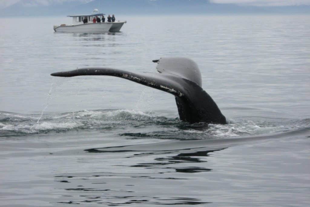 Whale Watching tour in Icy Strait Point