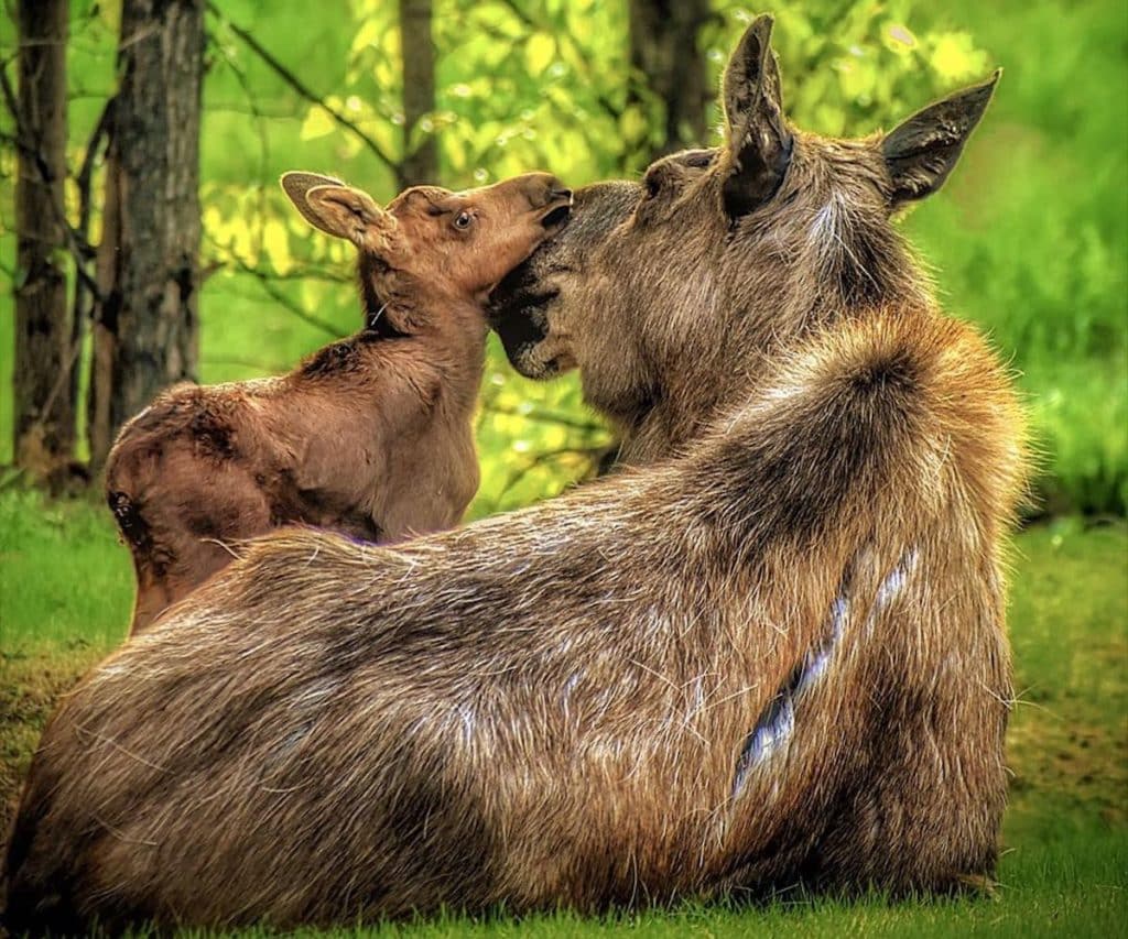 You can see new wildlife in Alaska in May