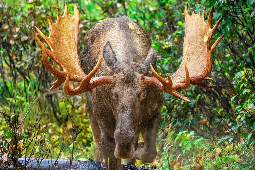 Hunt Moose in Alaska with a guide