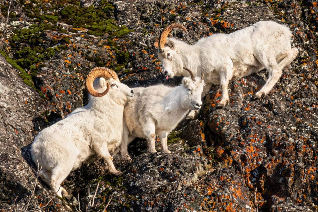 Hunting guides in Alaska can hunt dall sheep like these