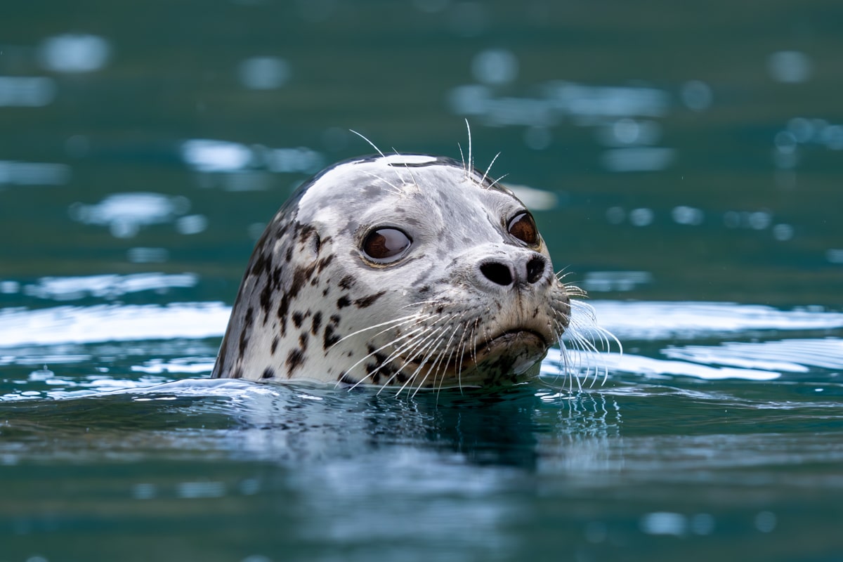 Sasha the Seal Orca Island