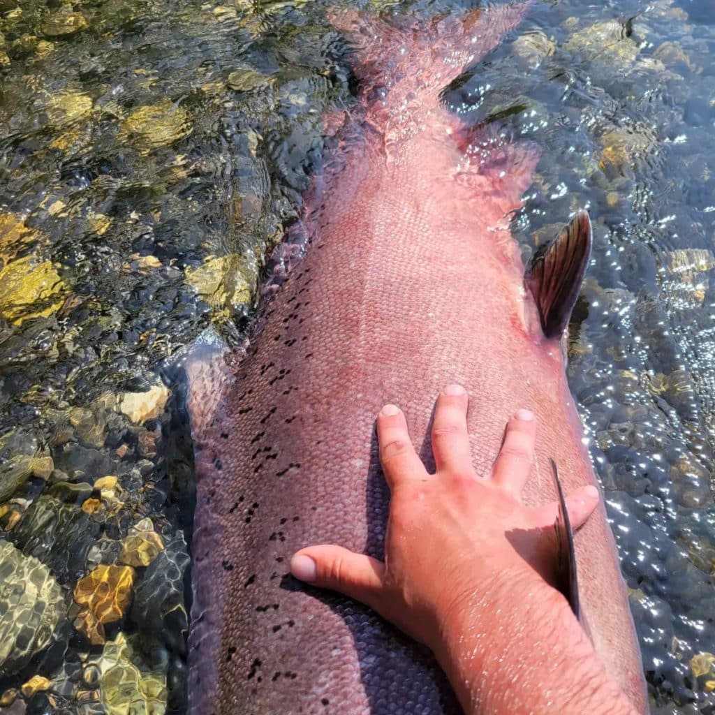 Go Salmon Fishing