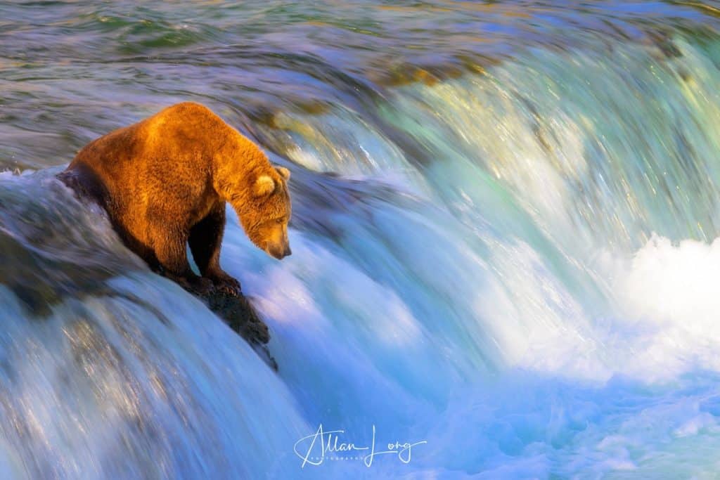 Visit Brooks Falls to see the bears in July