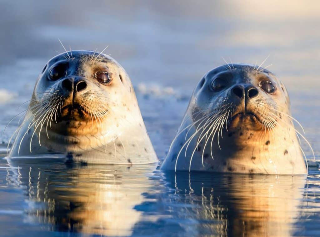 Freshwater Harbor Seals In Lake Iliamna