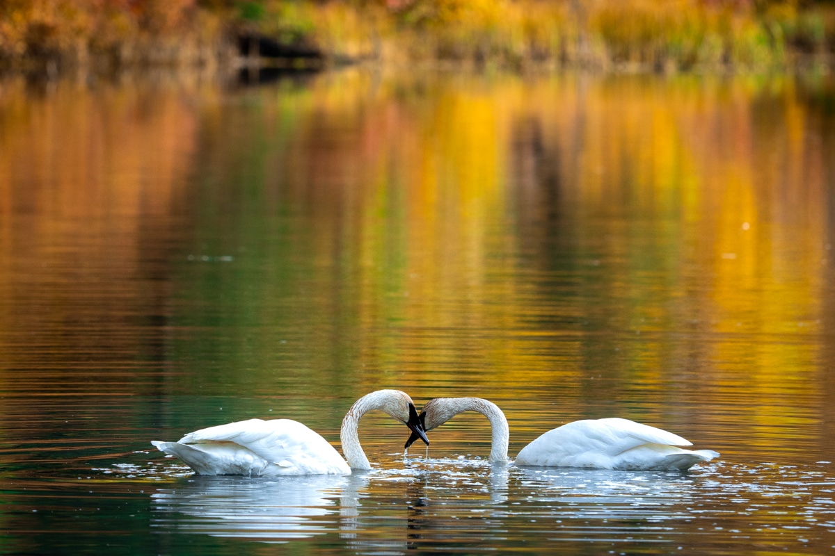 Mile 71 Swans Fall Colors