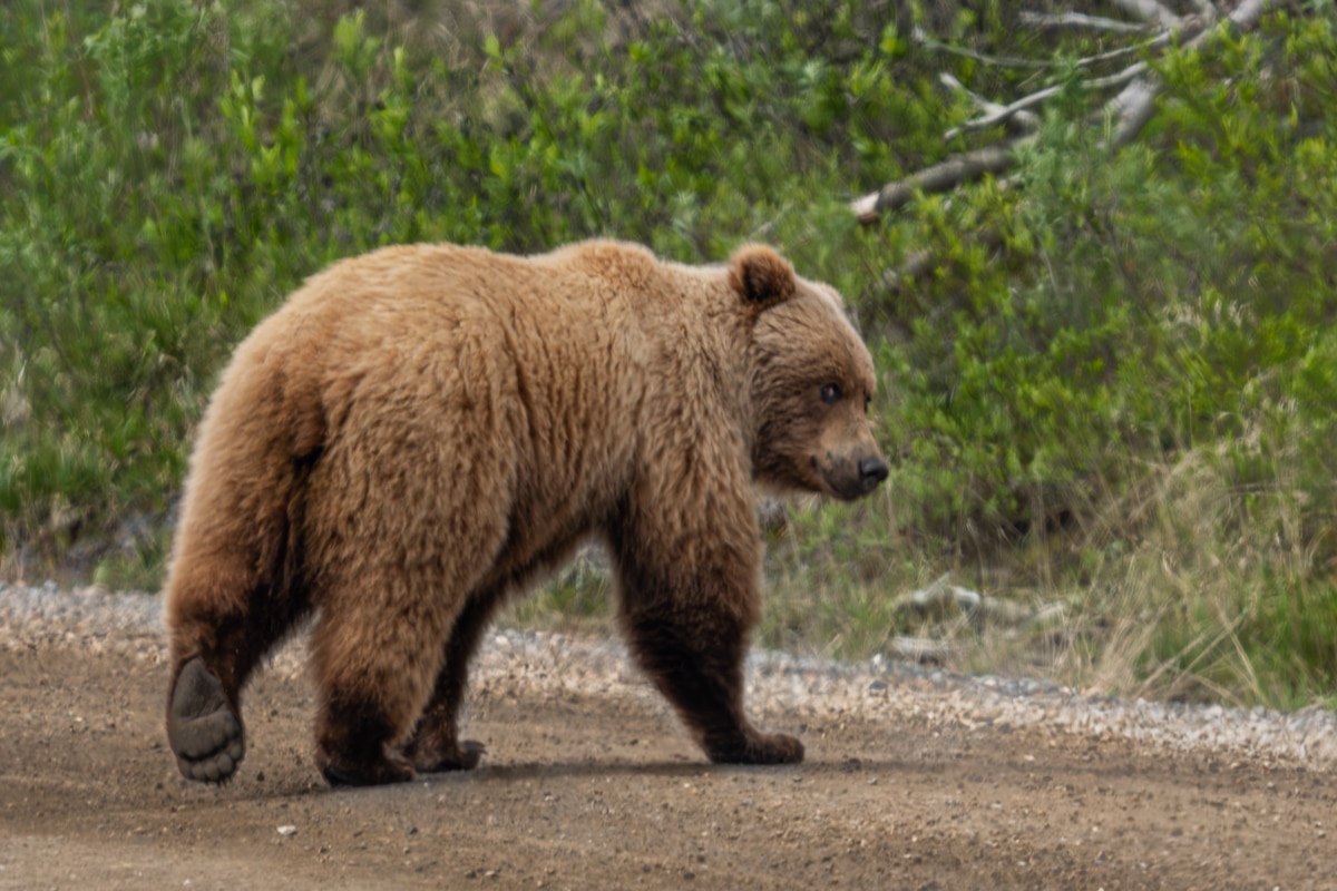 Denali National Park Bear Road