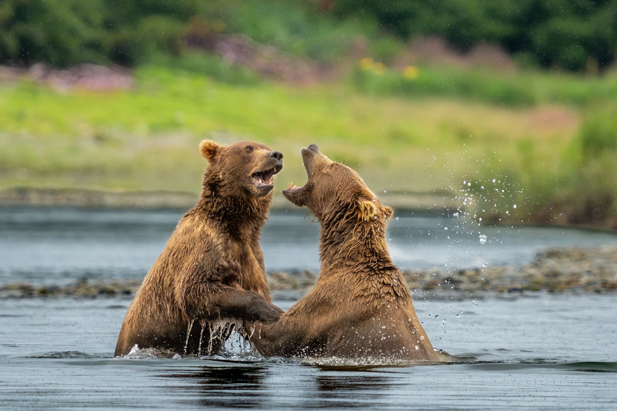 McNeil River Bear Viewing Fighting