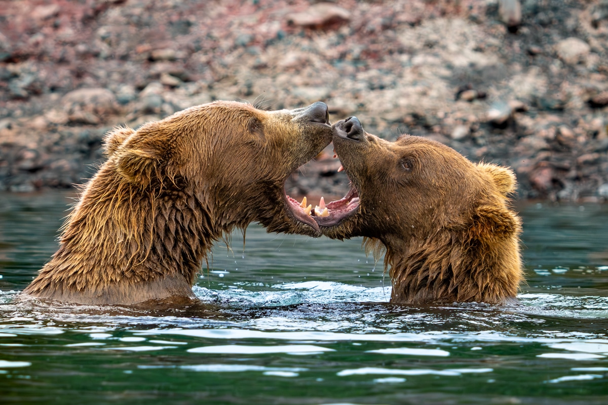 McNeil River Bear Viewing Play Fighting