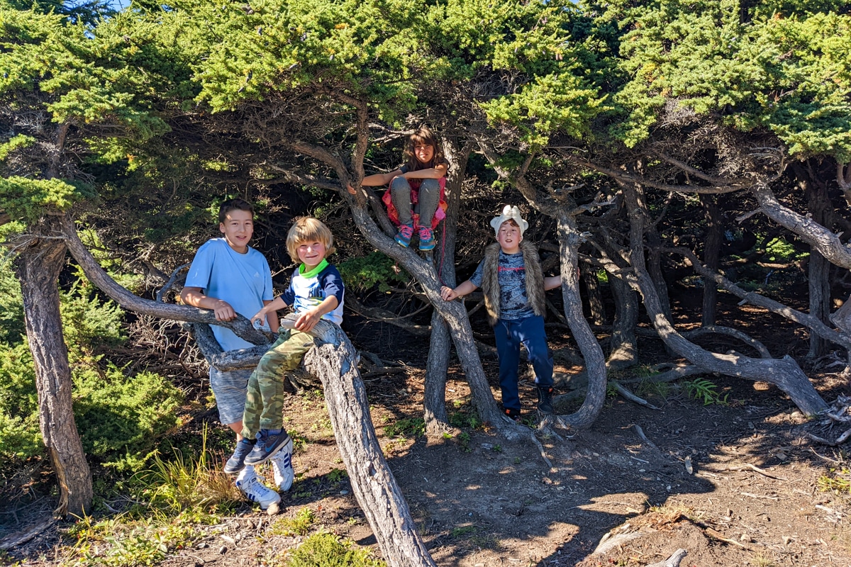 Powerline Pass Trail Kids In Tree